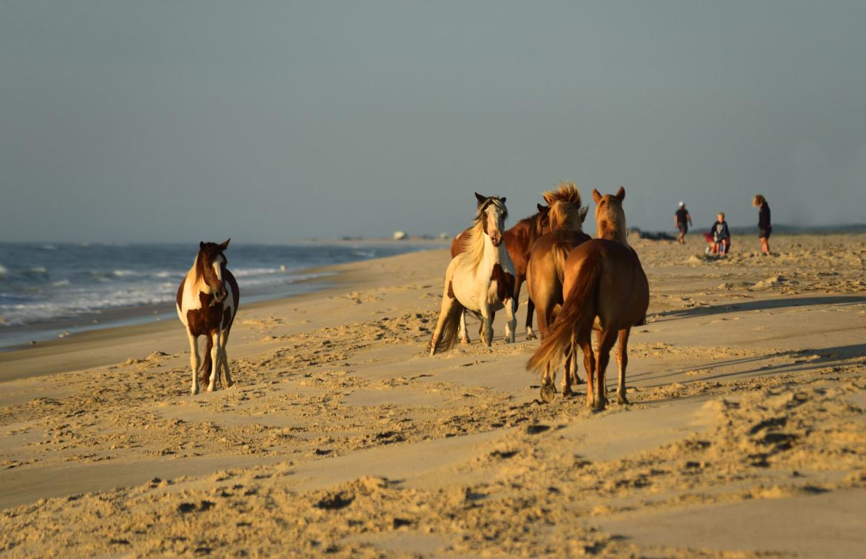 An Asssateague pony  stallion in the middle is putting on a mating display to challenge the stallion just in front of him.  These two have been at it all morning just to pass on their genes