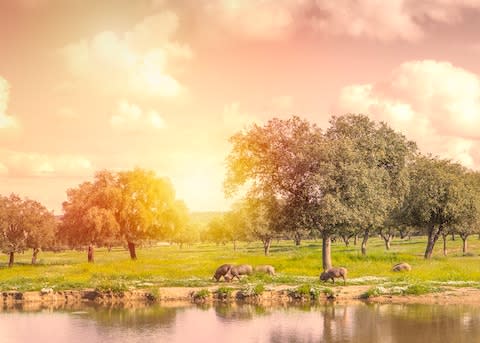 "Pigs are the thing around here. This is Spain’s ham country" - Credit: getty