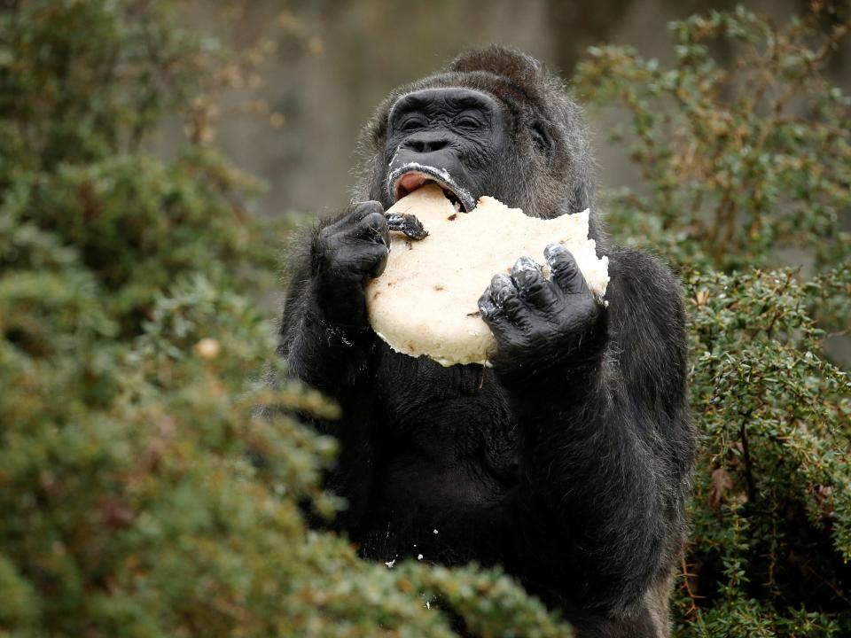 gorilla birthday cake