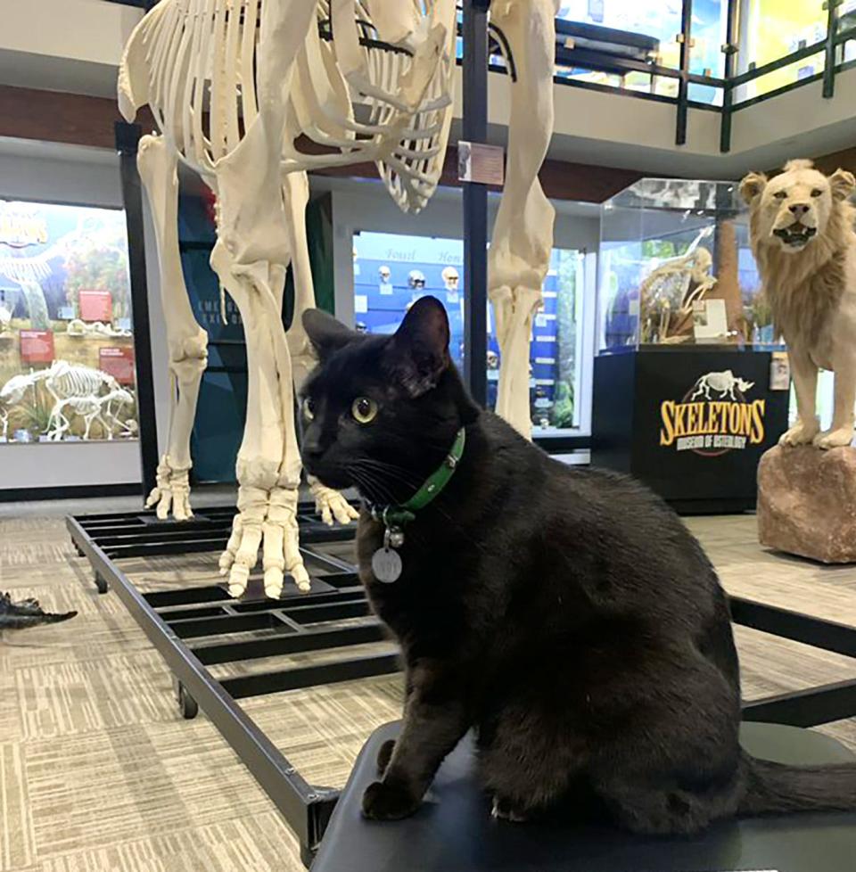 Sir Indiana Bones, or "Indy" for short, sits on a bench at Oklahoma City's Skeletons: Museum of Osteology where he is a museum resident and has become an online sensation.