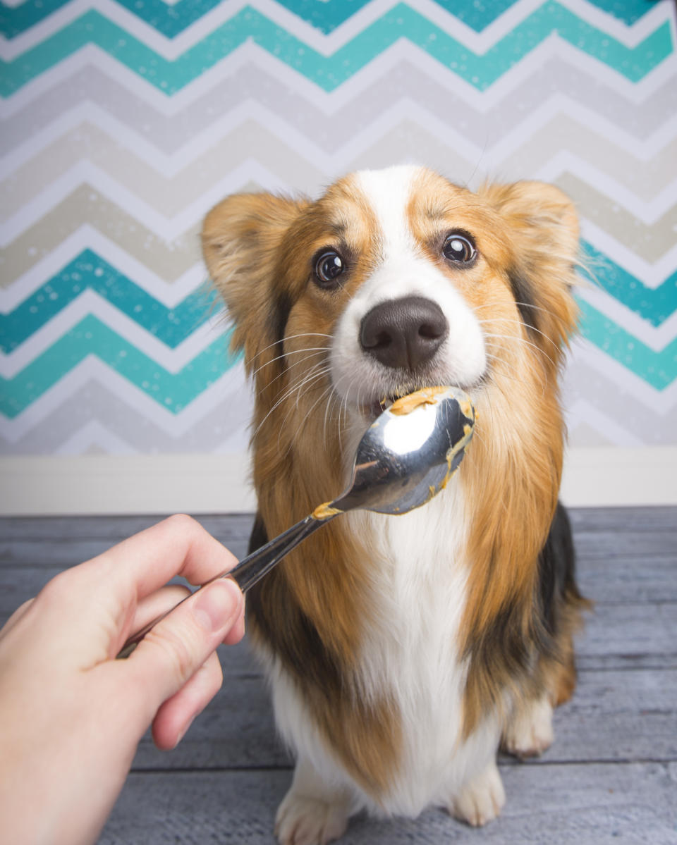 Dogs have long enjoyed the salty sticky treat – but the addition of artificial sweeteners has sparked fear peanut butter could be dangerous. Source: Getty Images