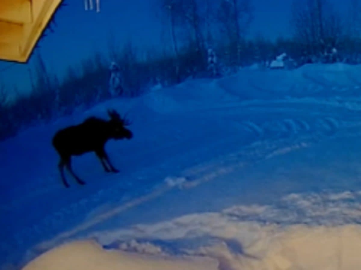 A moose shakes off its antlers on 15 December, 2022, in Houston, Alaska, a process captured on a security camera video (TikTok/ @tyrabogert)