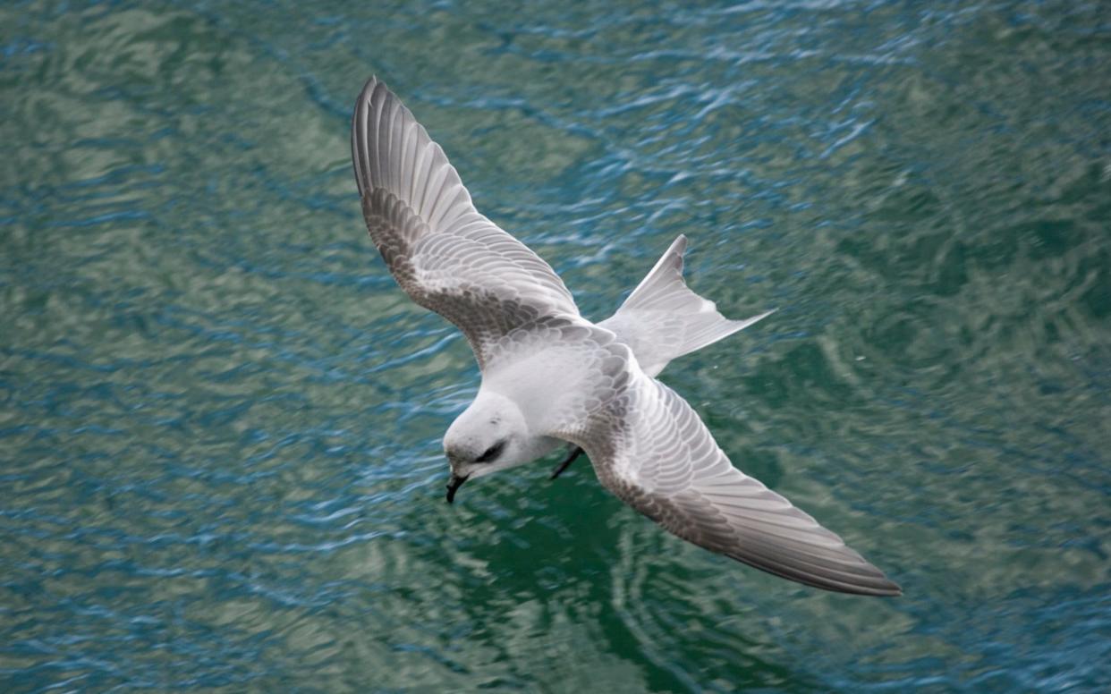 Storm petrels have never bred on the Shiants before - Nature Picture Library