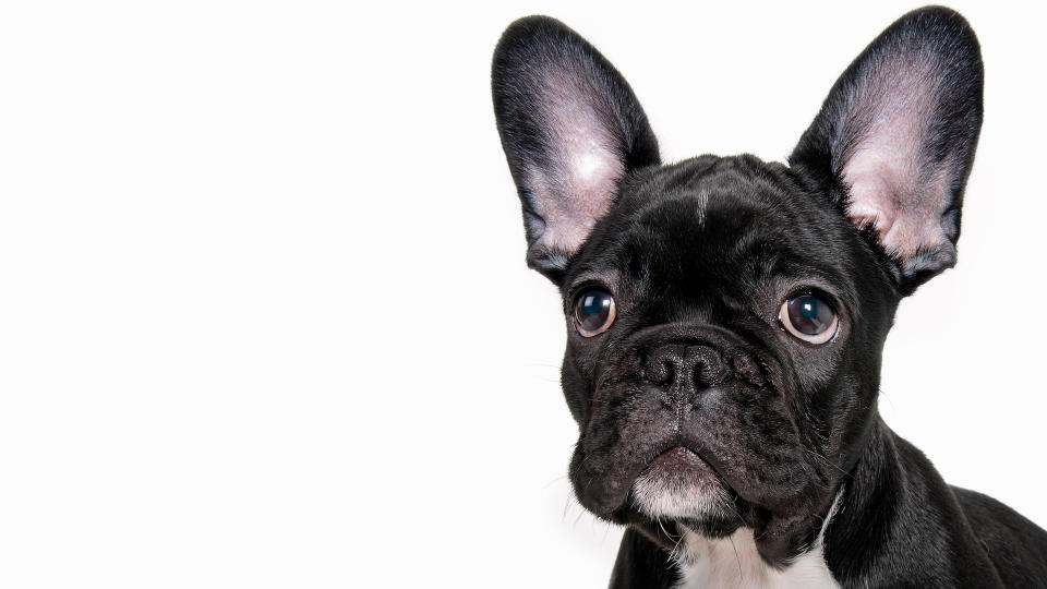 French bulldog ears
