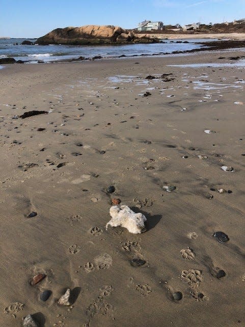 Peter Goldberg said it looked like the teddy bear was left behind by the outgoing tide.