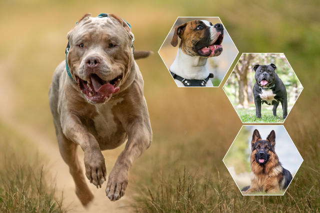 Britain Will Ban American XL Bully Dogs By End Of Year After