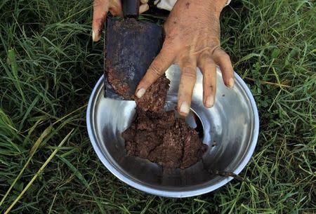 Raw opium from a poppy head is seen at a poppy farmer's field on the outskirts of Jalalabad, April 28, 2015. REUTERS/Parwiz/File Photo