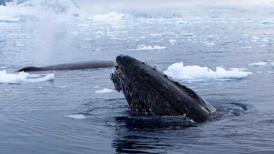 A humpback whale 'spy-hops', putting its head above the surface of the icy, Antarctic water