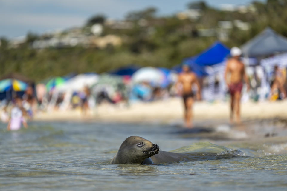 The crabeater seal in the foreground with its head above water. Beachgoers blurred in the background.