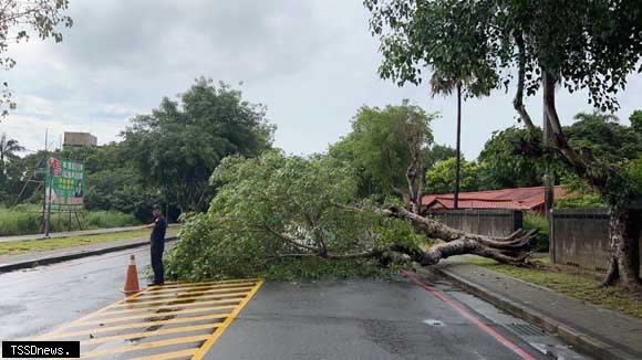 雨彈炸中興新村，道樹不敵倒塌阻道。(圖：中興警分局提供)