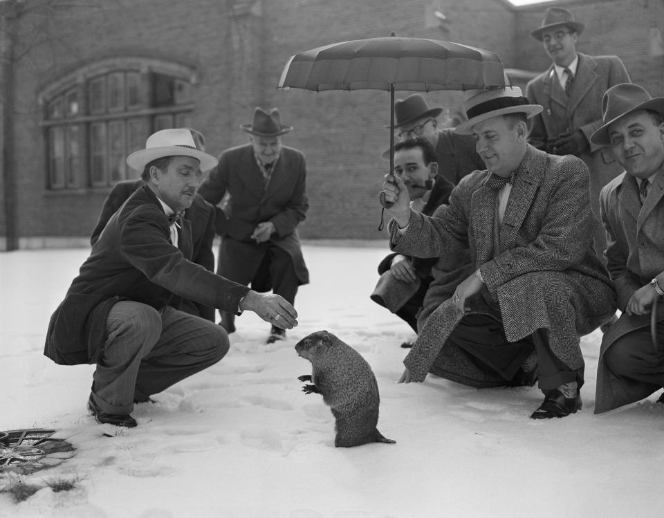 FILE - The groundhog saw his shadow, Feb. 2, 1954, as the sun peeked through an overcast sky at Washington Park Zoo in Milwaukee, Wis. The arrival of annual Groundhog Day celebrations Friday, Feb. 2, 2024, will draw thousands of people to see celebrity woodchuck Phil at Gobbler's Knob in Punxsutawney, Pa. — an event that exploded in popularity after the 1993 Bill Murray movie. (AP Photo/Dwayne Newton, File)