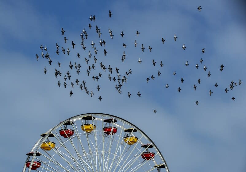 SANTA MONICA, CA-MAY 2, 2022: Birds fly above the ferris wheel, located on the Santa Monica Pier in Santa Monica. (Mel Melcon / Los Angeles Times)