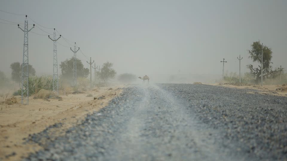 Un camello cruza la carretera en un día caluroso en Barmer, Rajasthan, India, 26 de abril de 2024. - Adnan Abidi/Reuters