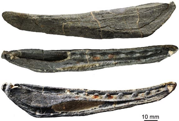 The <i>Megamastax</i> lower jaw.