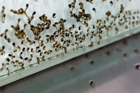 Female mosquito larvae (top) are separated from maie ones (bottom) at a "sex separation area" inside Sun Yat-Sen University-Michigan State University Joint Center of Vector Control for Tropical Disease, the world’s largest "mosquito factory" which breeds millions of bacteria-infected mosquitoes, in the fight against the spread of viruses such as dengue and Zika, in Guangzhou, China July 28, 2016. REUTERS/Bobby Yip