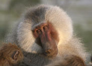 <b>Natural World Special: Living With Baboons (Thu, 8pm, BBC2) </b><br><br> Nobody else in the world makes programmes like this, and for all 'The One Shows' and 'Wipeouts' and unfunny sitcoms, you have to give the BBC its due for its magnificent Nature output. This film follows the work of biologist Mat Pines, who has spent five years living among the wild Hamadryas baboons of Ethiopia. And he really is among them: the scenes where the creatures are grooming him and picking nits out of his hair are amazing. The baboons have wonderful, expressive faces and the most gentle eyes - until they are involved in some brutal fights for territory and females. As so often with nature documentaries, though, we learn that it is not their fellow animals who pose the greatest threat. The local Afar tribe of humans, a society who are much keener on guns than they are on baboons, are endangering the primates' habitat and survival. Can Pines convince them to take a step back? Narrated by Sir David Attenborough, this is great stuff.