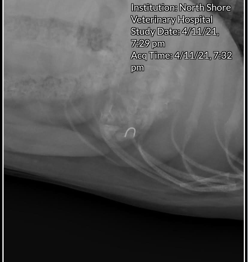 X-ray showing a small semi circle object inside.