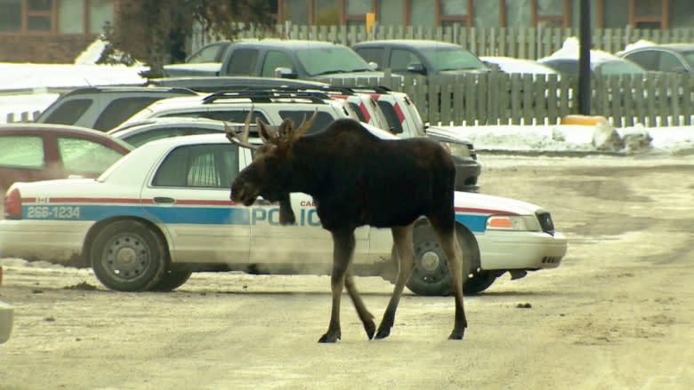 Moose shot in Calgary after busy day for wildlife officers