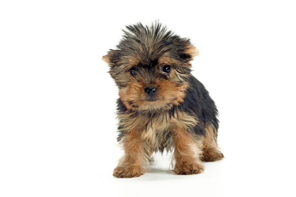 Yorkshire Terrier