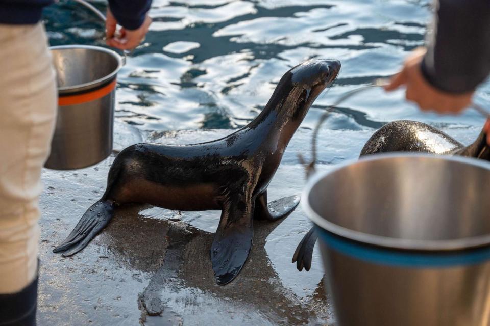 PHOTO: Kayok, a northern fur seal pup rescued in Alaska, is transfered from the ICU to the seal pool at the Mystic Aquarium, Nov. 7, 2023, in Mystic, Conn. (Mystic Aquarium)