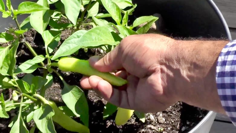 'It's my yoga, it relaxes me': Rooftop veggie garden provides salads and serenity