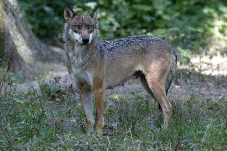 Une louve le 1er août 2002, dans le Parc animalier de Thoiry (Yvelines) (MARTIN BUREAU)