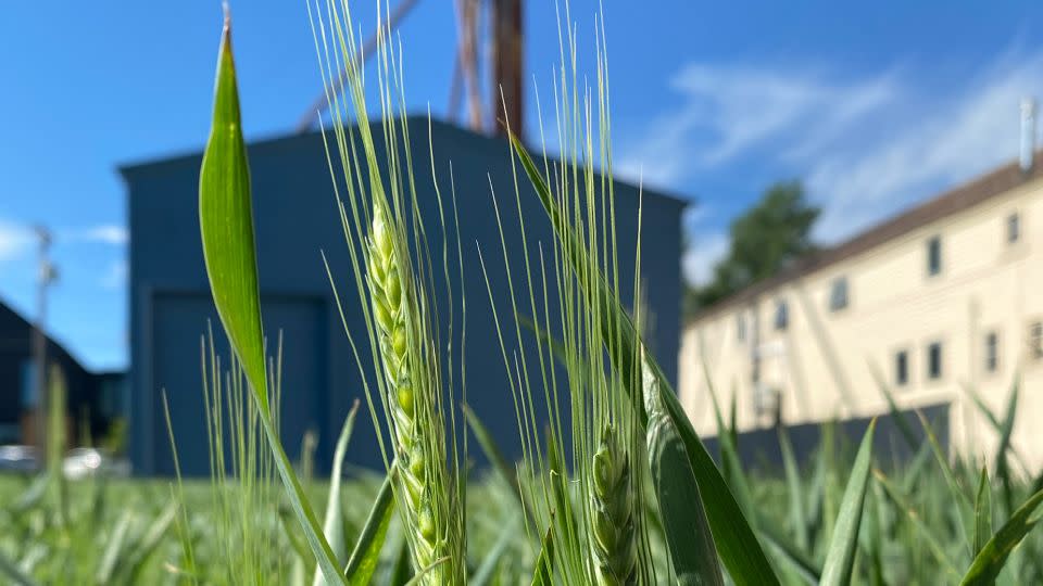 "Campo de trigo: una inspiración" se cosechará en el otoño, y su trigo eventualmente será molido y utilizado por las panaderías locales para mantener abastecidos los bancos de alimentos regionales. - Jenny Moore/Holatería