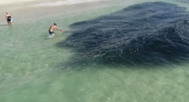 A huge buffet of baitfish led to a shark feeding frenzy off North Stradbroke Island. Source: Barry Miall