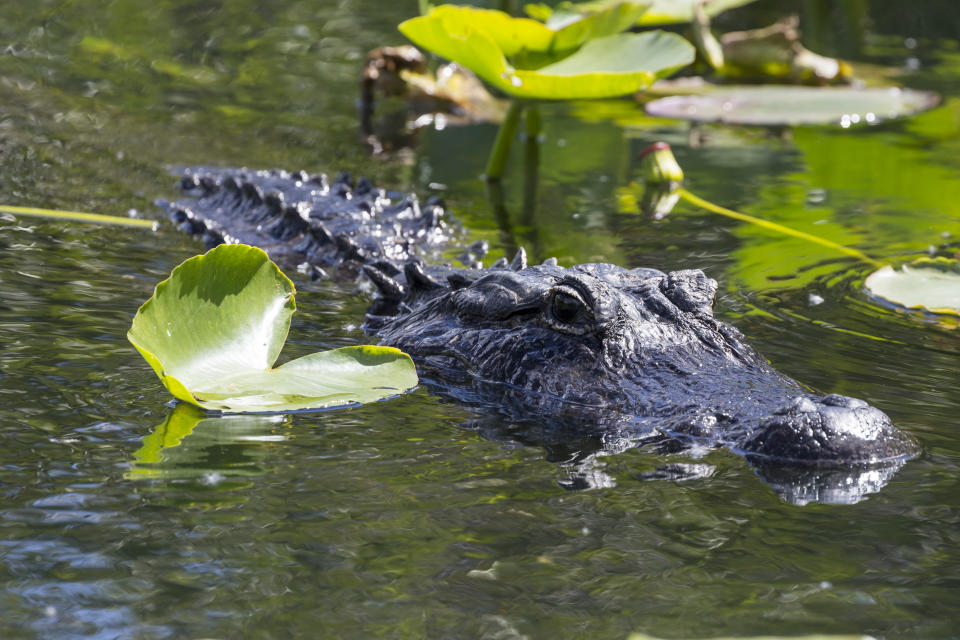 Auf die Schnelle im Wasser nicht so leicht zu unterscheiden. Hier handelt es sich um einen wilden Alligator, nicht um ein Krokodil. (Symbolbild: Getty)