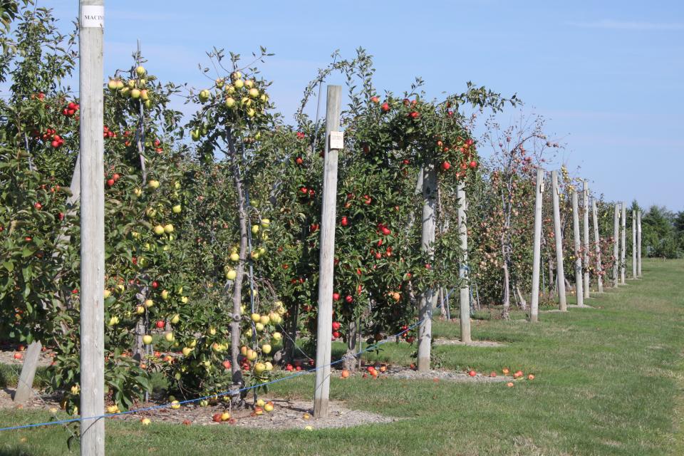 Apple picking at Sweet Berry Farm in Middletown.