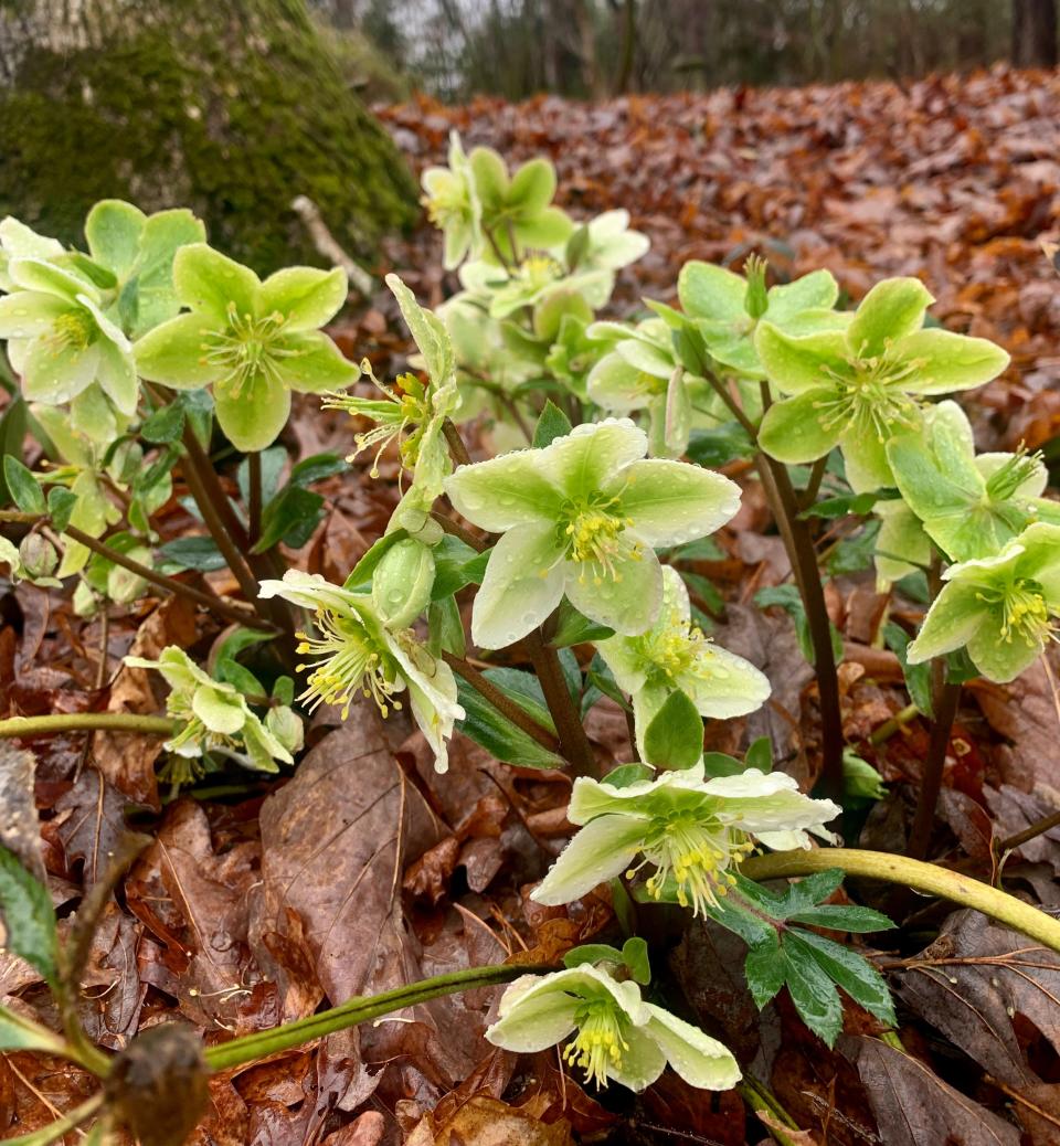Honeyhill Joy Hellebore features showy nodding creamy white cup-shaped flowers with chartreuse eyes at the ends of the stems from late winter to early spring.