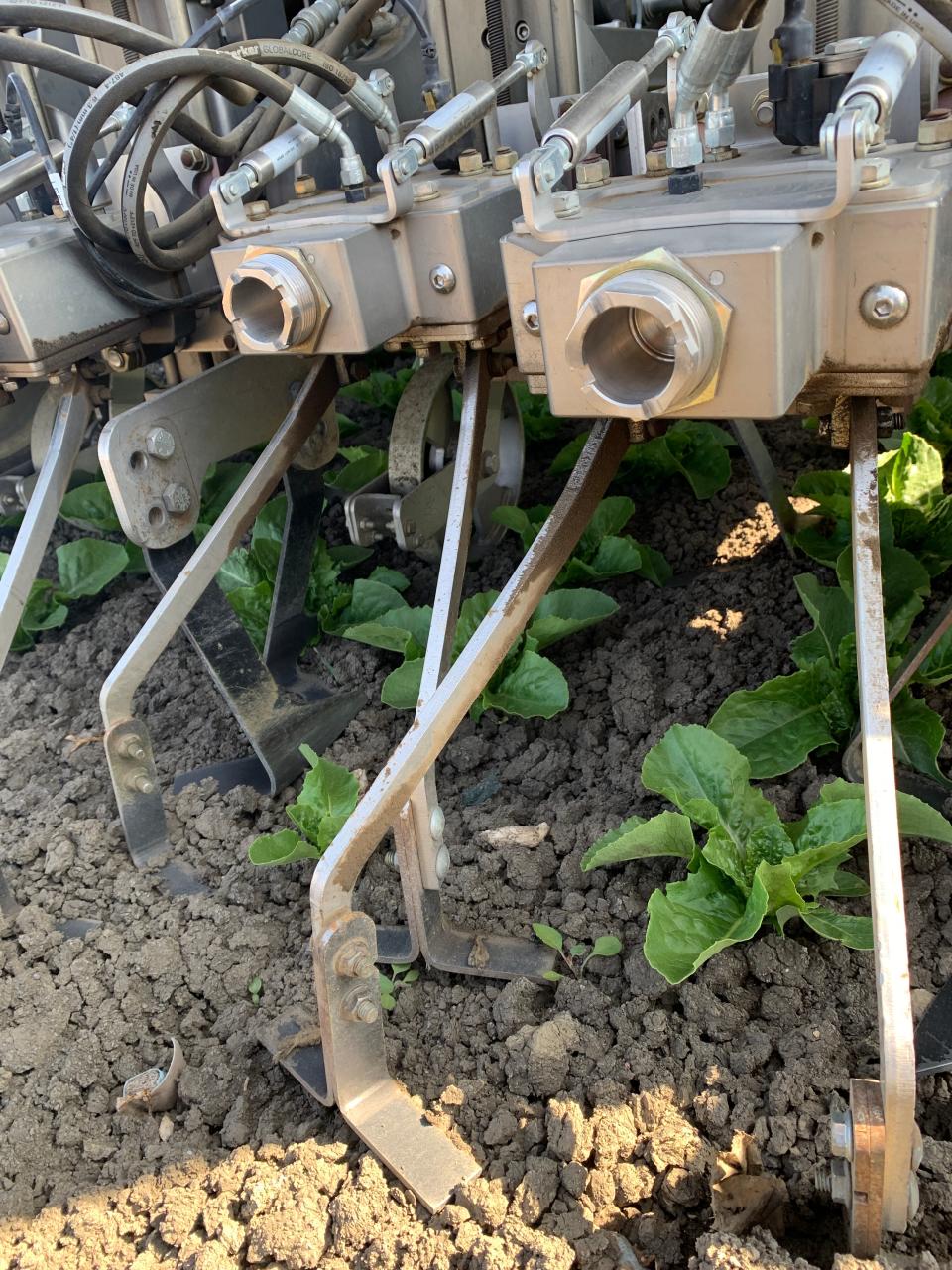 A Stout mechanical cultivator uses machine vision and artificial intelligence to cultivate and weed fields using mechanical blades. The computer system knows where the plants are and avoid them, while digging up the weeds. Here it is weeding a field of Romaine lettuce in Salinas, Calif.