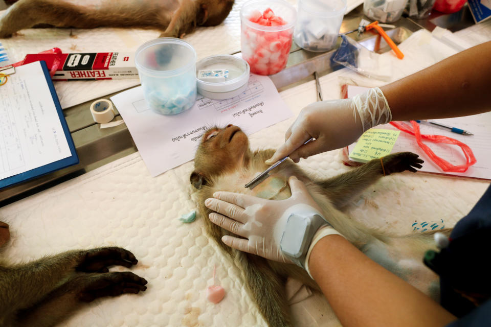 A veterinarian shaves a monkey's chest before a sterilization procedure by the Department of National Parks due to the increase of the macaques population in the urban area and the tourist spots of the city of Lopburi, in Thailand June 22, 2020. Picture taken June 22, 2020. REUTERS/Jorge Silva