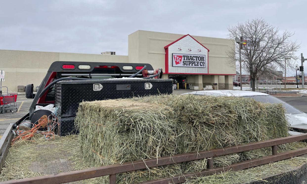Bales of hay sit on the bed of a pickup truck outside a supply store on Friday, Dec. 30, 2022, in Grand Junction, Colo. (AP Photo/Jesse Bedayn)