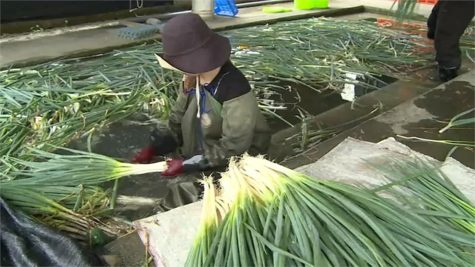 絕美三星蔥花海　遊客猶如身處棉花糖秘境