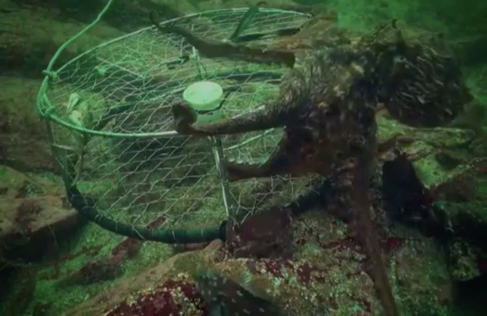 At first the octopus tries to smother the crabs inside the cage. Source: BBC Earth News