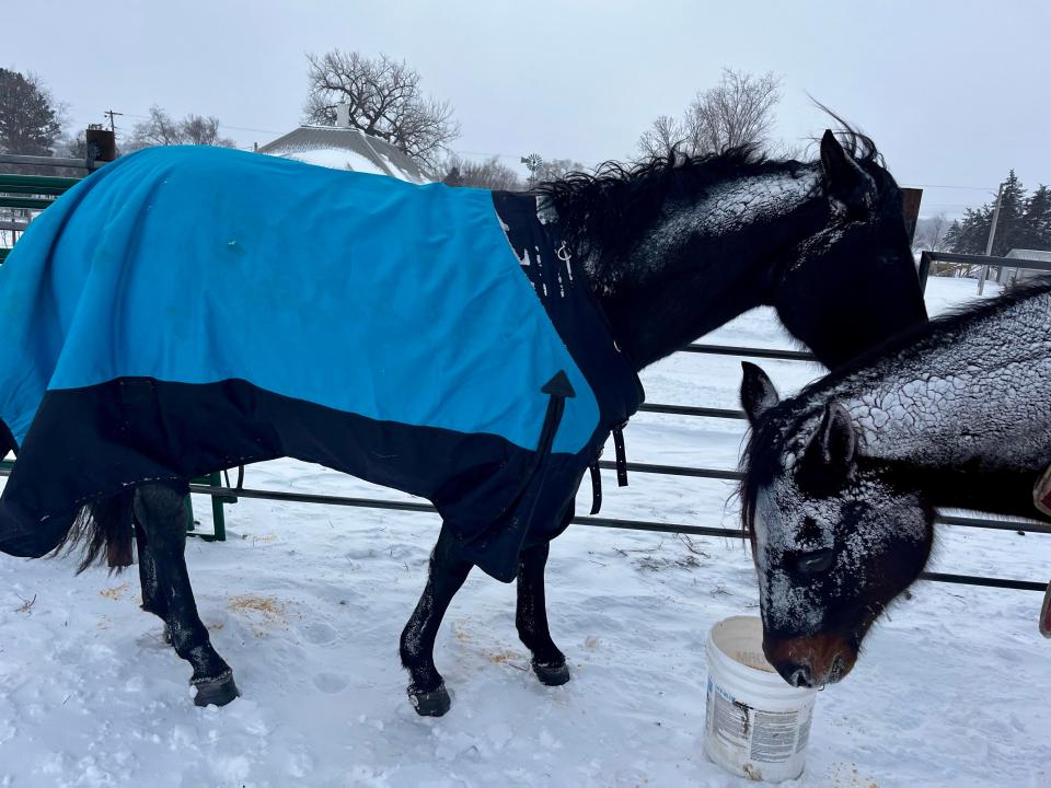 Rip and Diamond out in the snow.