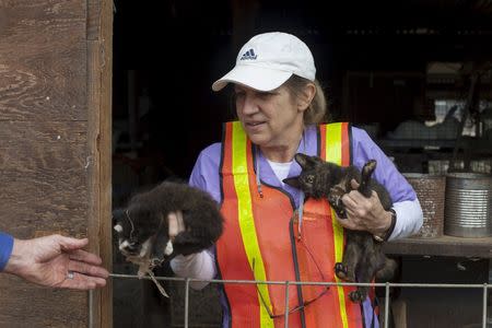 Volunteer veterinarian Patricia Andrade inspects kittens with another veterinarian at a property evacuated and partially burnt by the Valley Fire in Hidden Valley Lake, California September 15, 2015. REUTERS/David Ryder