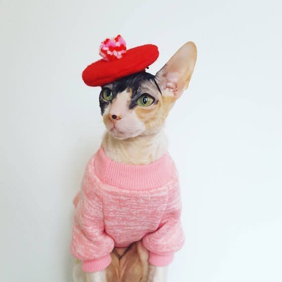 <a href="https://www.etsy.com/listing/591287455/pom-beret-hat-for-cats-small-dogs-and?ref=shop_home_active_21" target="_blank" rel="noopener noreferrer">Get it here</a>.&nbsp;