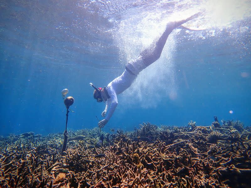 A researcher deploys a hydrophone in the sea of Spermonde archipelago