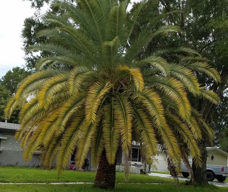 This canary Island date palm suffers from a magnesium deficiency and the beginnings of a potassium deficiency.