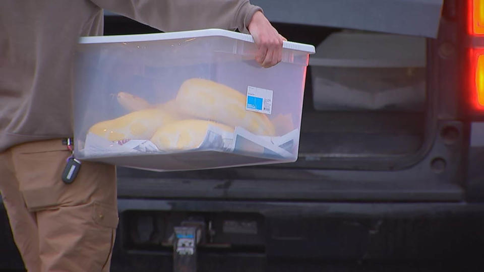 A man removes a python in a box from a home in Maryland.