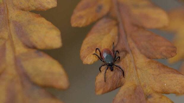 Ticks are already active on P.E.I. (CBC - image credit)