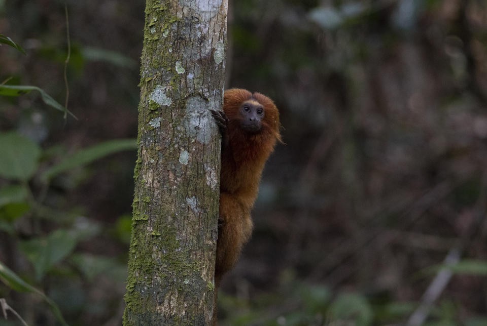 Un tamarino león dorado se sostiene de un árbol en la región selvática de Silva Jardim, en el litoral atlántico del estado de Río de Janeiro, Brasil, el jueves 6 de agosto de 2020. (AP Foto/Silvia Izquierdo)