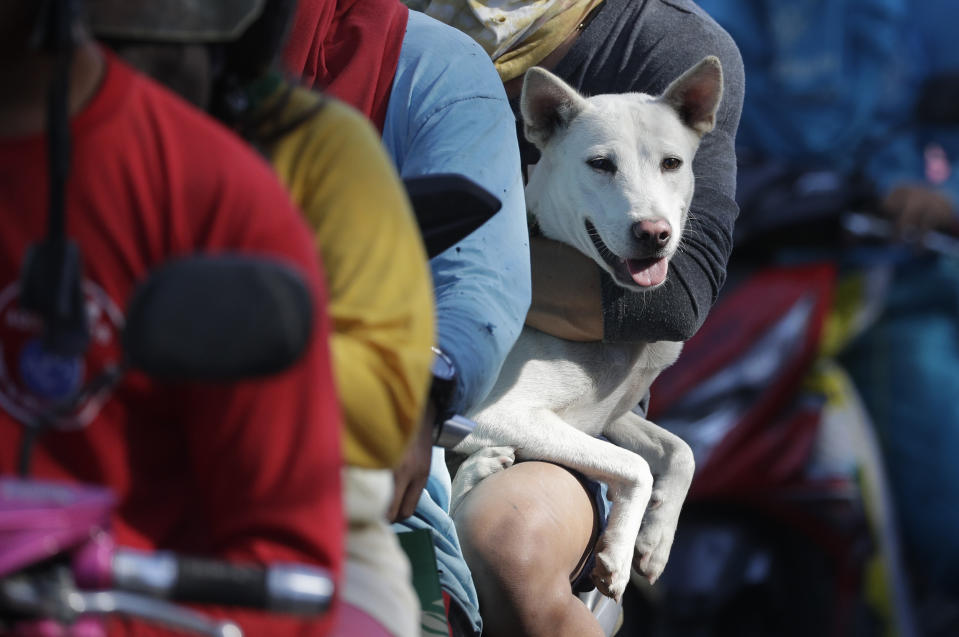 A dog waits in line with his owner as authorities enforced total evacuation of residents living near Taal volcano in Agoncillo town, Batangas province, southern Philippines on Thursday Jan. 16, 2020. Taal volcano belched smaller plumes of ash Thursday but shuddered continuously with earthquakes and cracked roads in nearby towns, which were blockaded by police due to fears of a bigger eruption. (AP Photo/Aaron Favila)