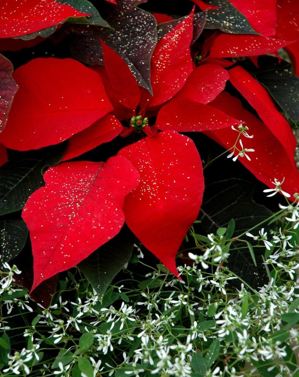 December 12 is National Poinsettia Day and to get the maximum enjoyment consider creating a mixed planter with the poinsettia’s cousin, Diamond Frost euphorbia.