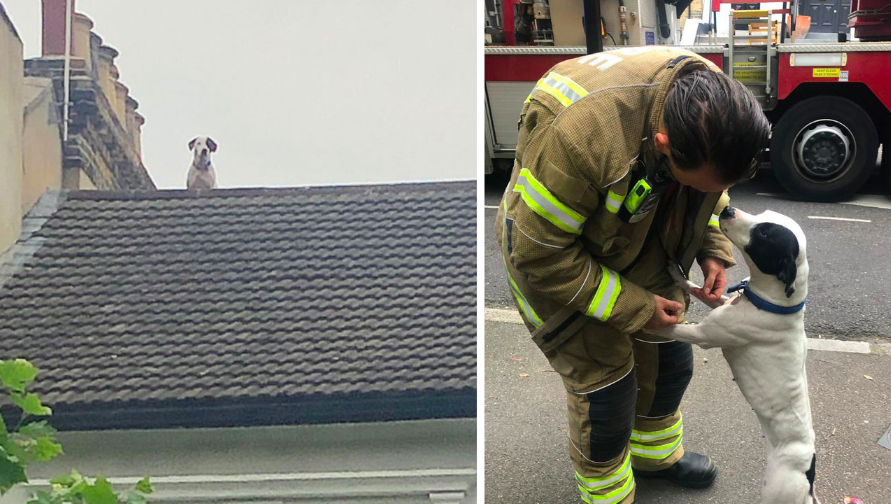 The firefighters rescued the lucky dog. (London Fire Brigade)