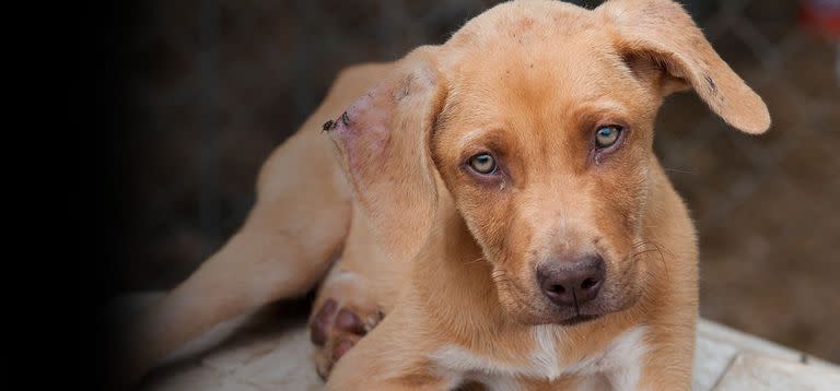 La organización de protección de animales Aspca asegura que las tiendas de mascotas compran a los cachorros en criadores que los mantienen bajo condiciones precarias