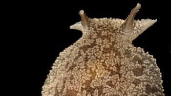 Gray side-gilled sea slug (Pleurobranchaea maculata)