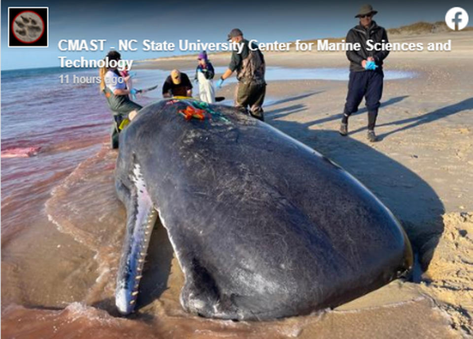 Representatives from UNC-Wilmington, the NC Stranding Response Coordinator and N.C. State University conducted a postmortem exam on the whale.